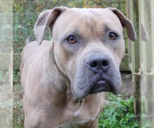 American Pit Bull Terrier-Unknown Mix Dogs for adoption in Lovingston, VA, USA