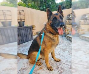German Shepherd Dog Dogs for adoption in Alva, FL, USA