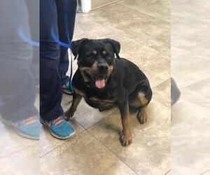 Rottweiler Dogs for adoption in Battle Ground, WA, USA