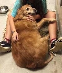 Golden Retriever Dogs for adoption in Tuscaloosa, AL, USA