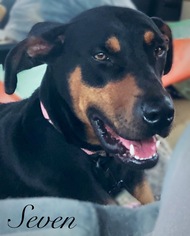 Doberman Pinscher-Labrador Retriever Mix Dogs for adoption in Fort Myers, FL, USA