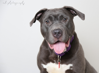 Bullypit Dogs for adoption in Eden Prairie, MN, USA