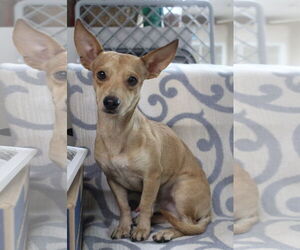 Chihuahua-Unknown Mix Dogs for adoption in El Centro, CA, USA