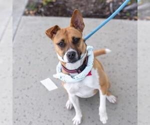 Basenji-Chihuahua Mix Dogs for adoption in San Diego, CA, USA