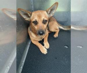 Rat-Cha Dogs for adoption in San Antonio, TX, USA
