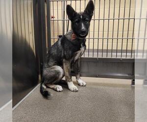 Alusky Dogs for adoption in Denver, CO, USA