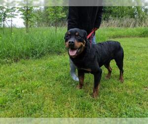 Rottweiler Dogs for adoption in Batavia, NY, USA