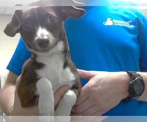Feist Terrier-Unknown Mix Dogs for adoption in Fayetteville, NC, USA