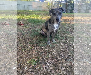 Mutt Dogs for adoption in Greenville, SC, USA