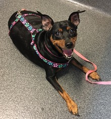 Miniature Pinscher Dogs for adoption in Southeastern, PA, USA