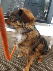 Dameranian Dogs for adoption in Warwick, RI, USA