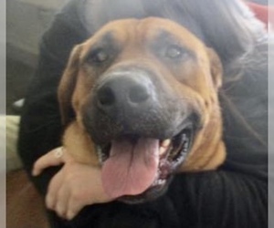 Mastiff Dogs for adoption in Pampa, TX, USA