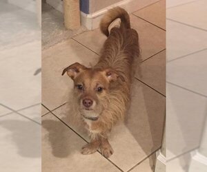 Cairn Terrier Dogs for adoption in Plantation, FL, USA