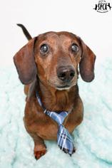 Dachshund Dogs for adoption in Jefferson, LA, USA