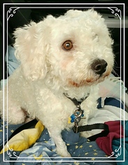 Bichon Frise-Unknown Mix Dogs for adoption in Akron, OH, USA