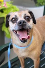 Puggle Dogs for adoption in Colfax, IL, USA