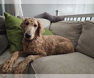 Goldendoodle Dogs for adoption in Farmington, MN, USA