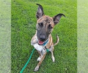 - Mix Dogs for adoption in Denver, CO, USA
