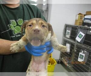 Mutt Dogs for adoption in Oklahoma City, OK, USA