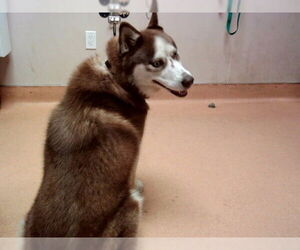 Siberian Husky Dogs for adoption in Martinez, CA, USA