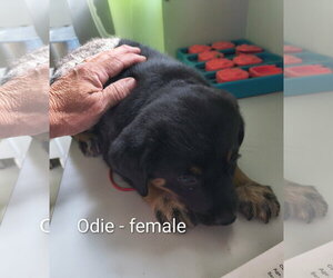 Mutt Dogs for adoption in Stover, MO, USA