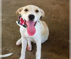 Labrador Retriever Dogs for adoption in Brownsville, TN, USA