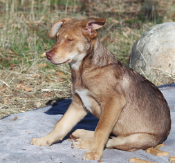 Alaskan Husky Dogs for adoption in Redding, CA, USA