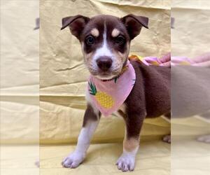 Box heeler Dogs for adoption in Tracy, CA, USA