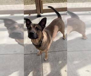 Bulldog-German Shepherd Dog Mix Dogs for adoption in London, Ontario, Canada