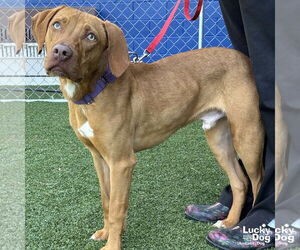 Labrador Retriever-Unknown Mix Dogs for adoption in Washington, DC, USA