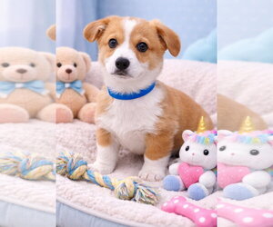Chihuahua Dogs for adoption in Bon Carbo, CO, USA