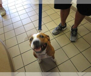 Staffordshire Bull Terrier Dogs for adoption in Ocala, FL, USA