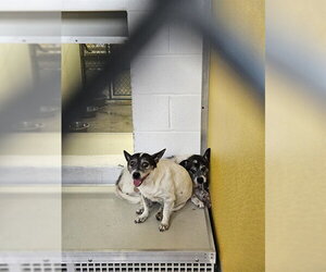 Mutt Dogs for adoption in Temple, TX, USA