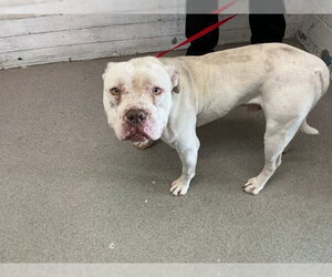 Mutt Dogs for adoption in San Bernardino, CA, USA