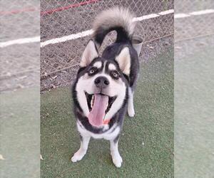 - Mix Dogs for adoption in Woodland, CA, USA