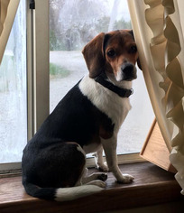 Beagle Dogs for adoption in Westmont, IL, USA