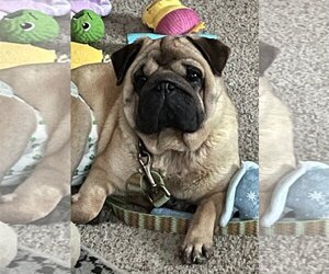 Ori-Pei Dogs for adoption in Omaha, NE, USA