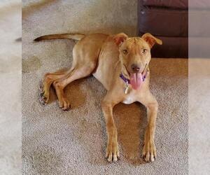 Labralas Dogs for adoption in Gilbert, AZ, USA