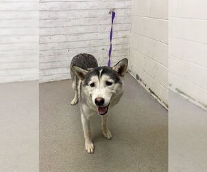 Medium Photo #1 Siberian Husky Puppy For Sale in San Bernardino, CA, USA