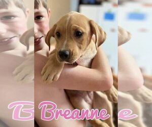 Labrador Retriever Dogs for adoption in Nashville, TN, USA