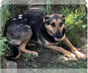 German Shepherd Dog-Unknown Mix Dogs for adoption in Ben Wheeler, TX, USA