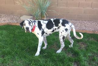 Great Dane Dogs for adoption in Phoenix , AZ, USA