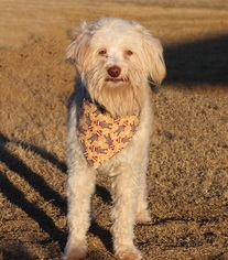 Medium Photo #1 Mutt Puppy For Sale in Carrollton, TX, USA