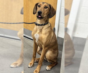 Labrador Retriever Dogs for adoption in Forestville, MD, USA