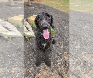 Poodle (Standard)-Unknown Mix Dogs for adoption in Rockaway, NJ, USA