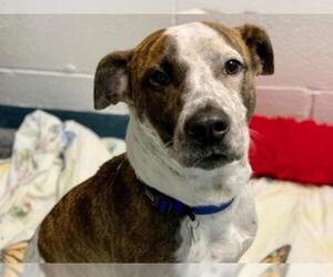 Mutt Dogs for adoption in Hampton Bays, NY, USA