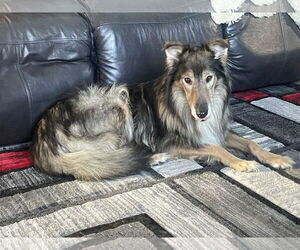 Collie-German Shepherd Dog Mix Dogs for adoption in Princeton, MN, USA