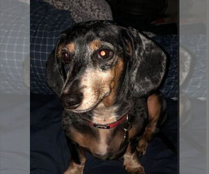 Dachshund Dogs for adoption in Alexander, AR, USA
