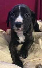 Medium Photo #1 American Pit Bull Terrier-Unknown Mix Puppy For Sale in New Hampton, NY, USA