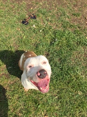 American Bulldog Dogs for adoption in Jackson, MS, USA